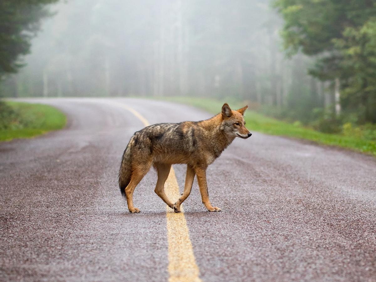How to make watermelon absorb vodka faster Best wildlife photo of the year 2020